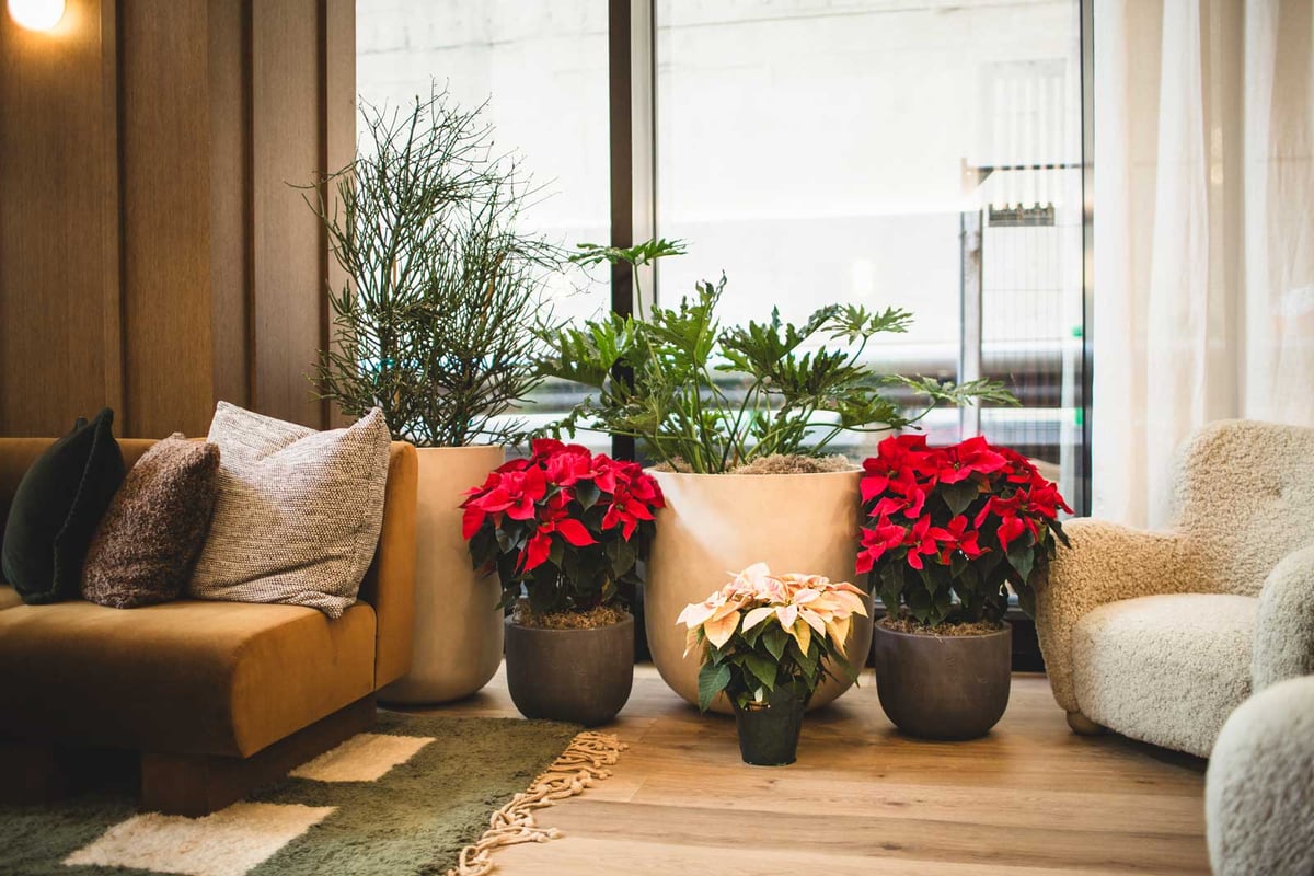 subtle holiday decor featuring plants and poinsettias