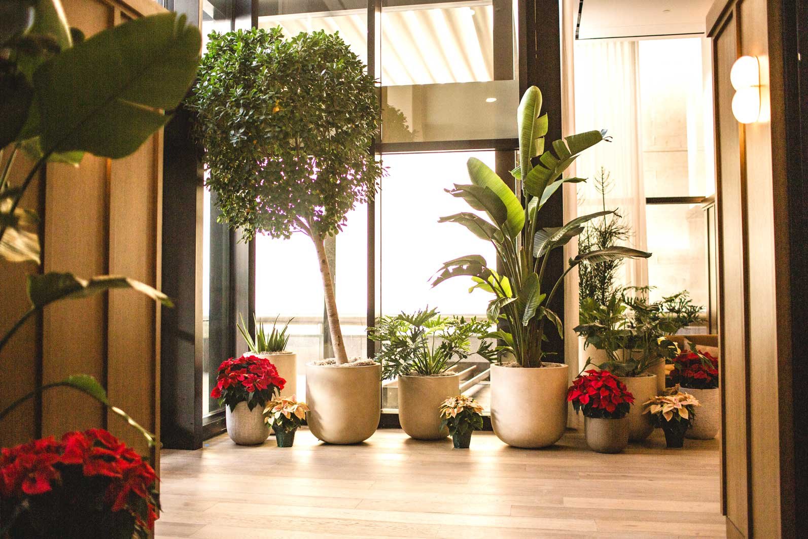 subtle holiday decor with plants and poinsettias