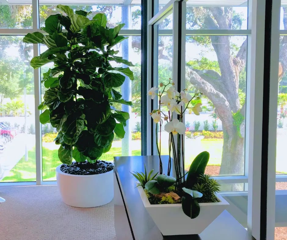 an orchid and a plant on a table