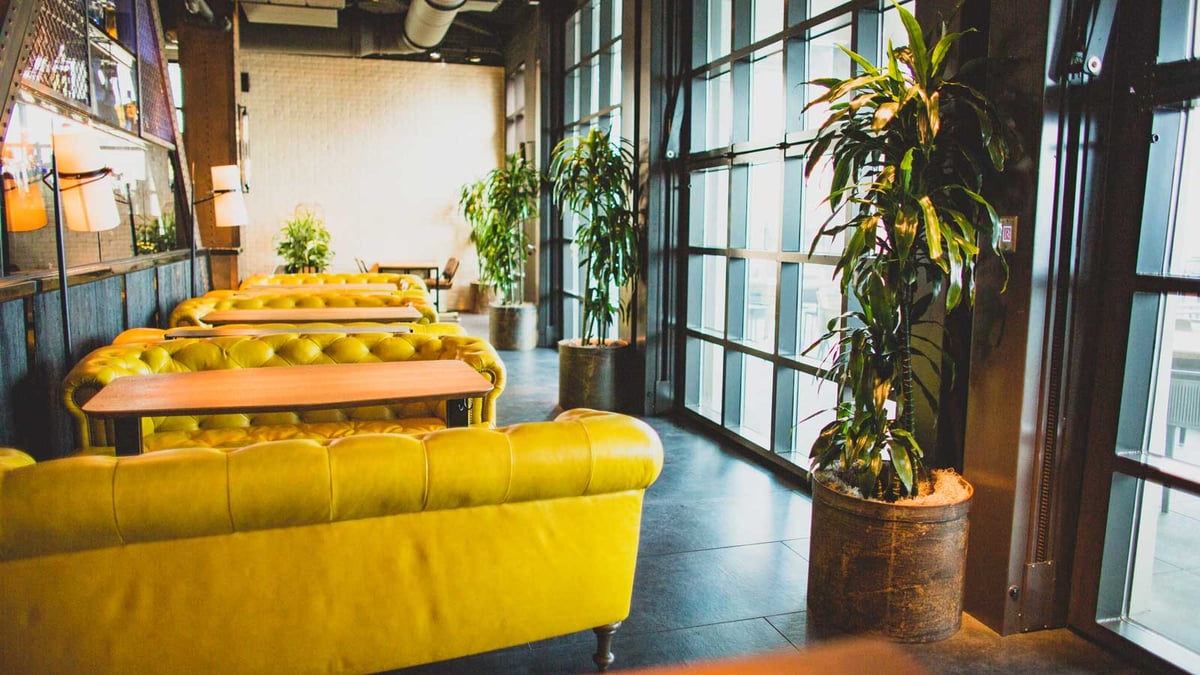 yellow couches with indoor plants