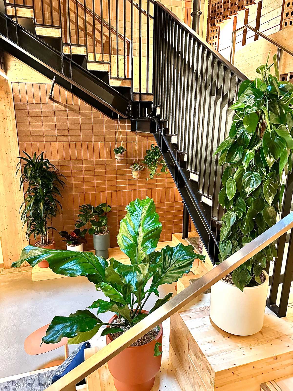Office Plants Austin
