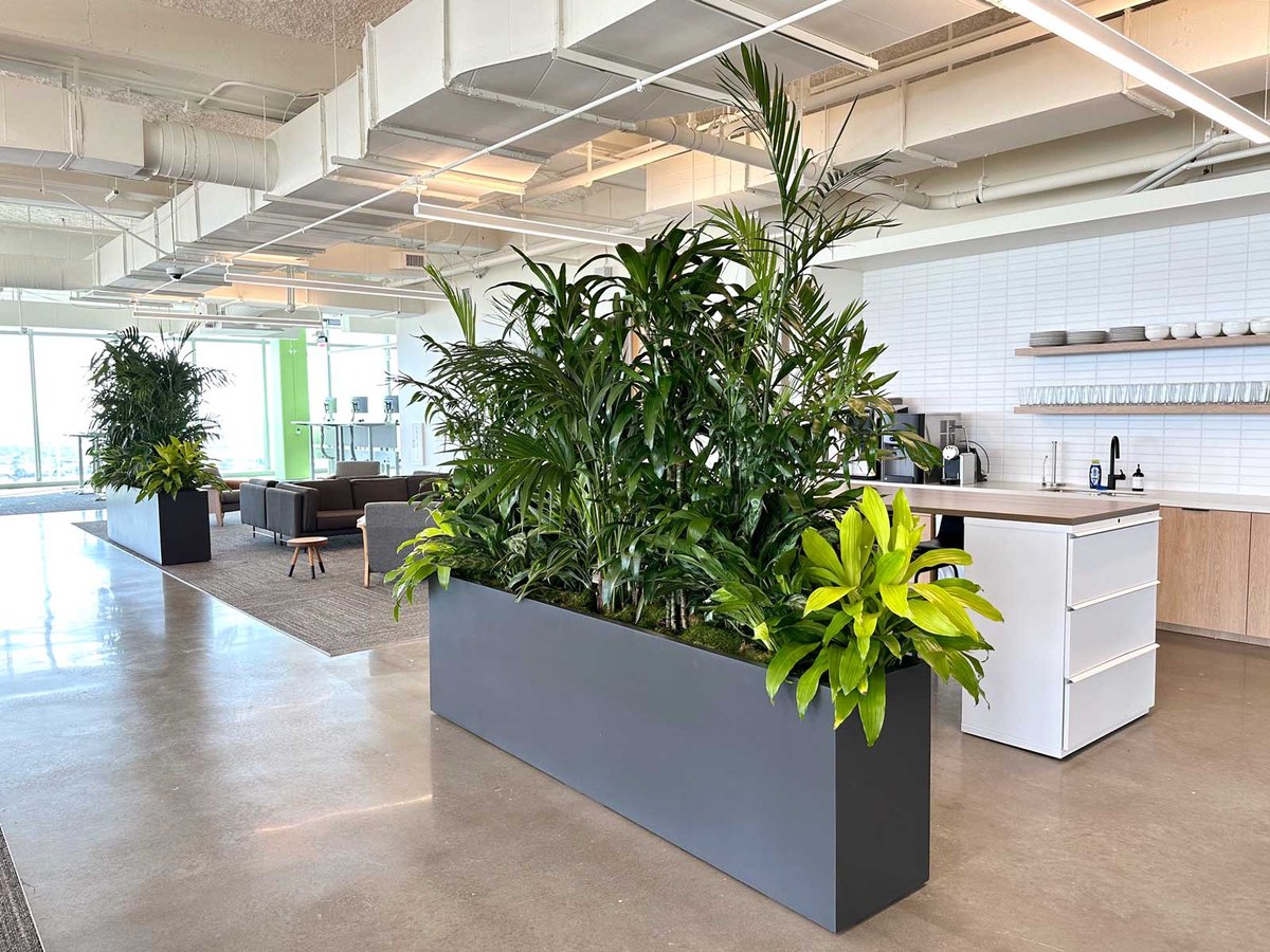 Plant Design Austin