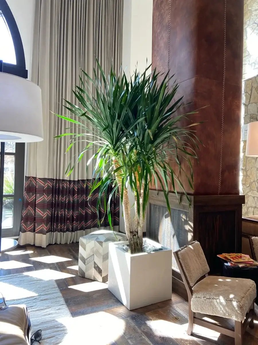 Interior hotel with potted plant