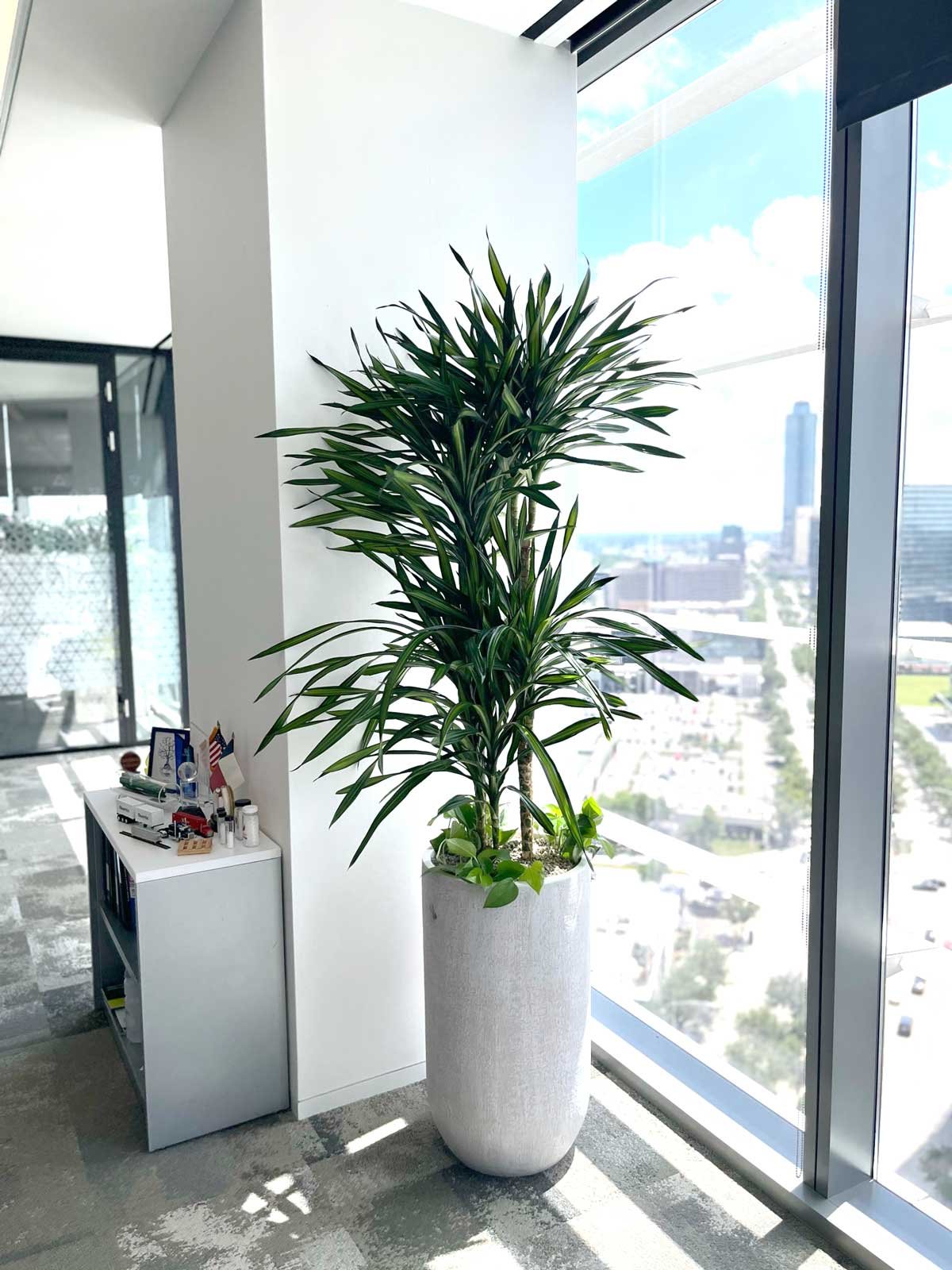 Office interior landscaping