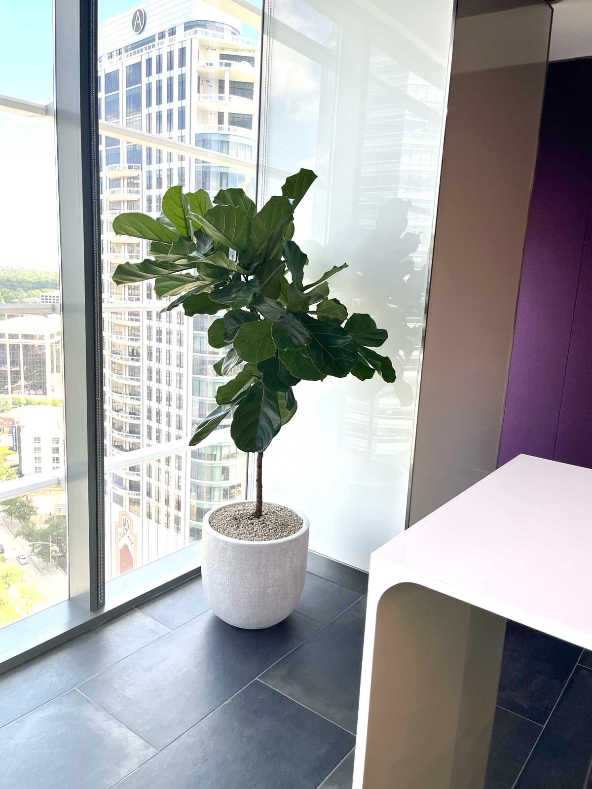 houston interior plants