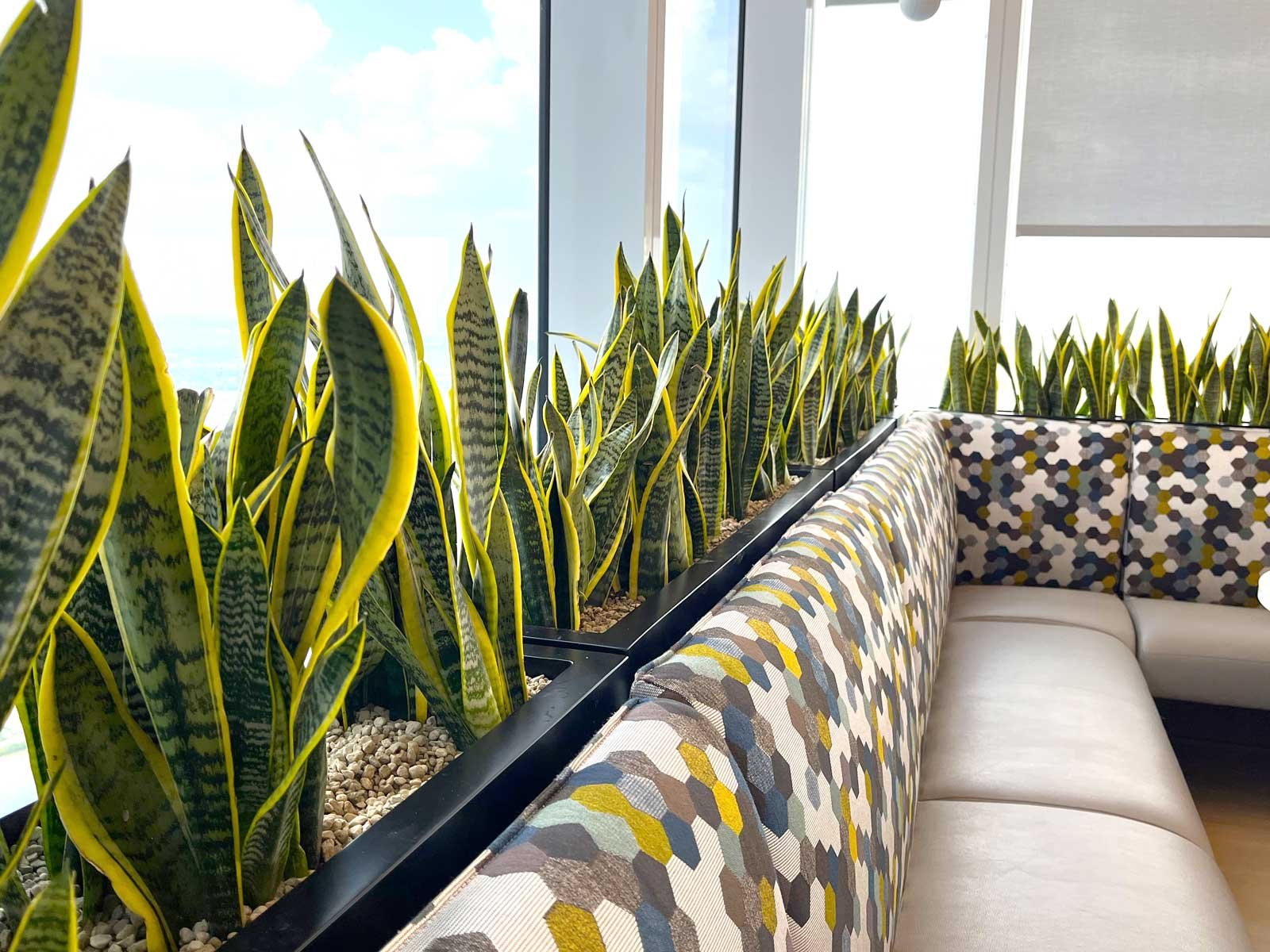 interior plant company