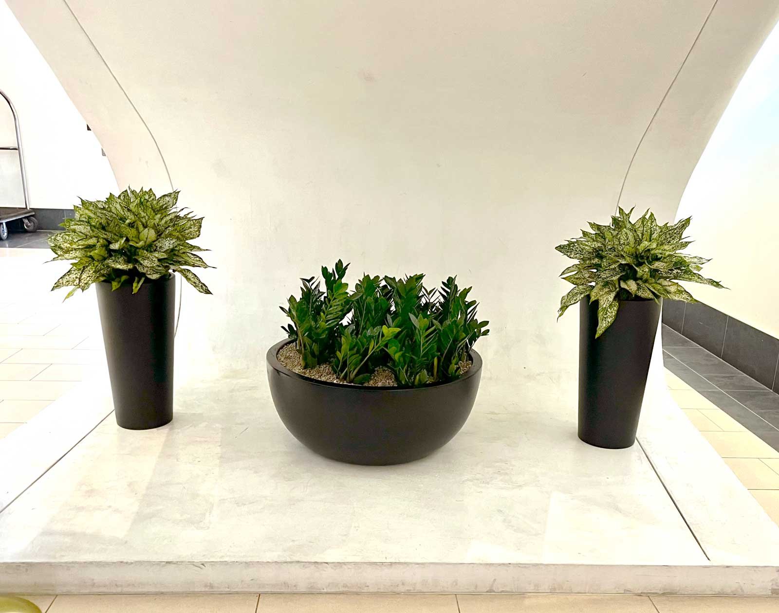 interior plant service near me