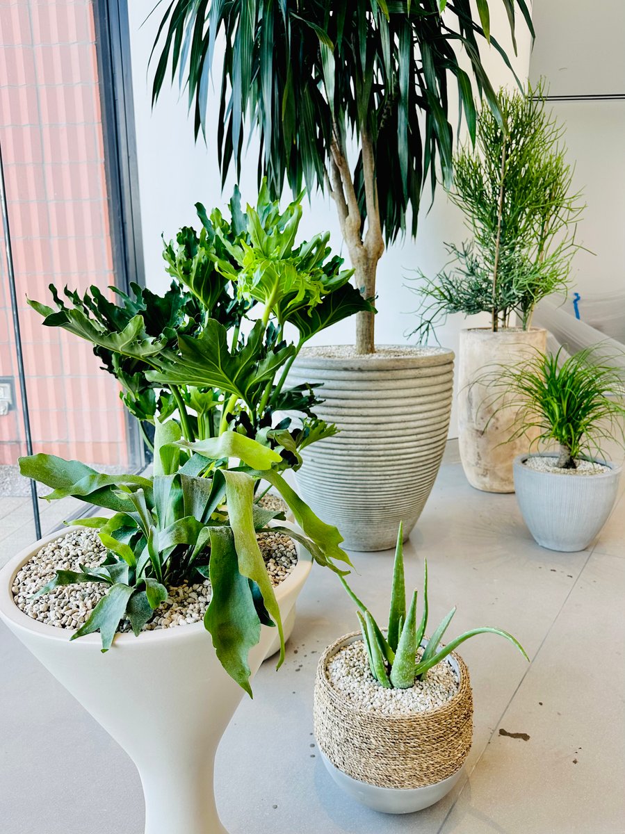 Indoor plants in an office space in textured containers