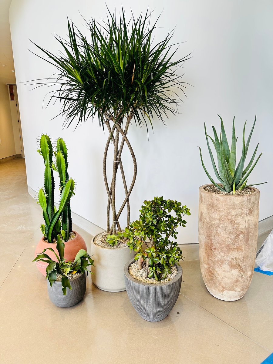 Indoor plants in an office space with textured containers