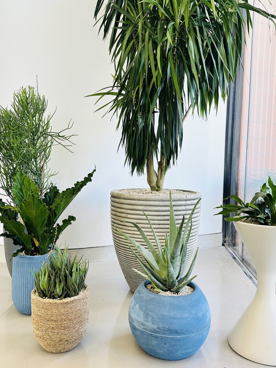 Indoor plants in an office space with textured containers