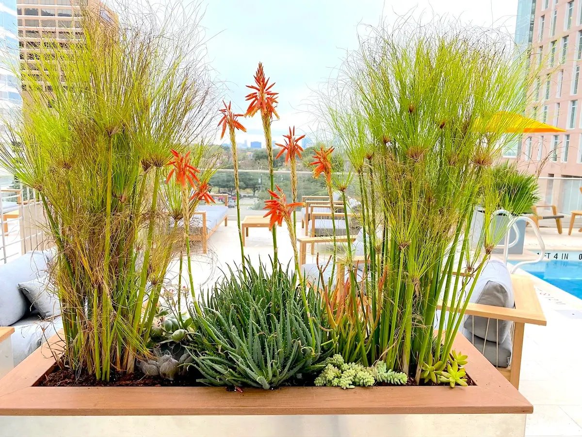 Plants and succulents in long white container, exterior