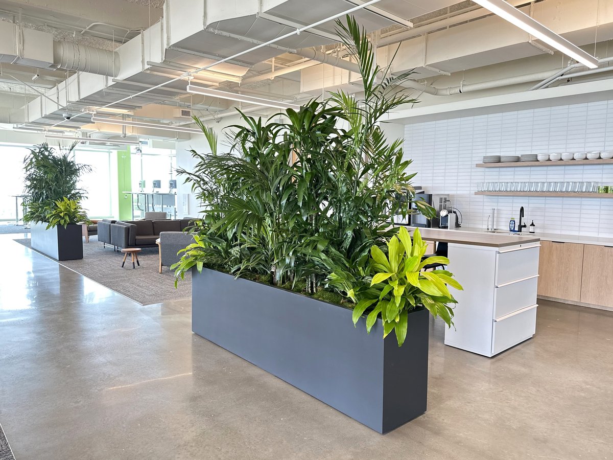 A variety of large, leafy plants in black containers