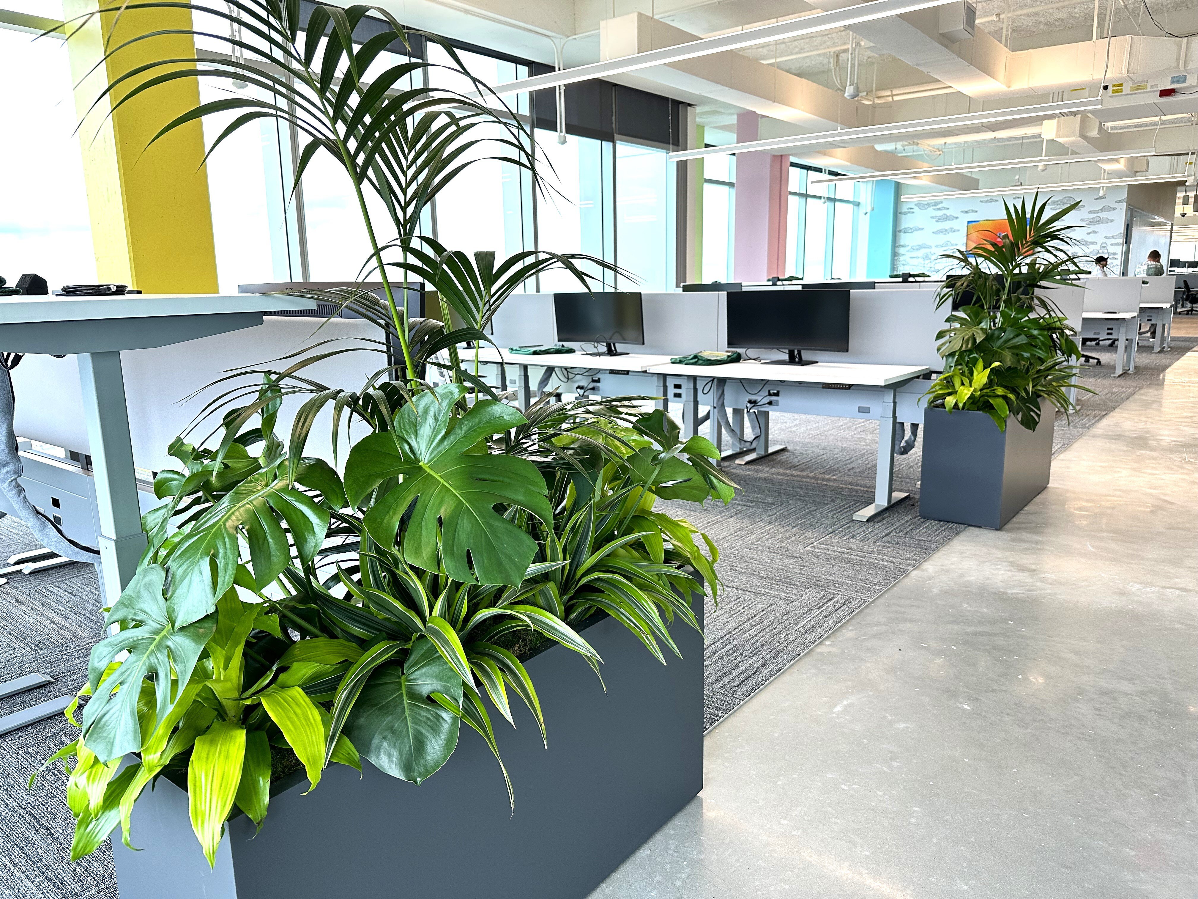 Large, leafy office plants in black containers