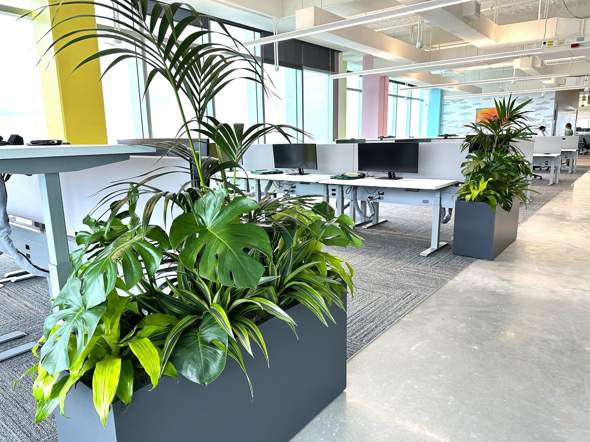 Large, leafy office plants in black containers