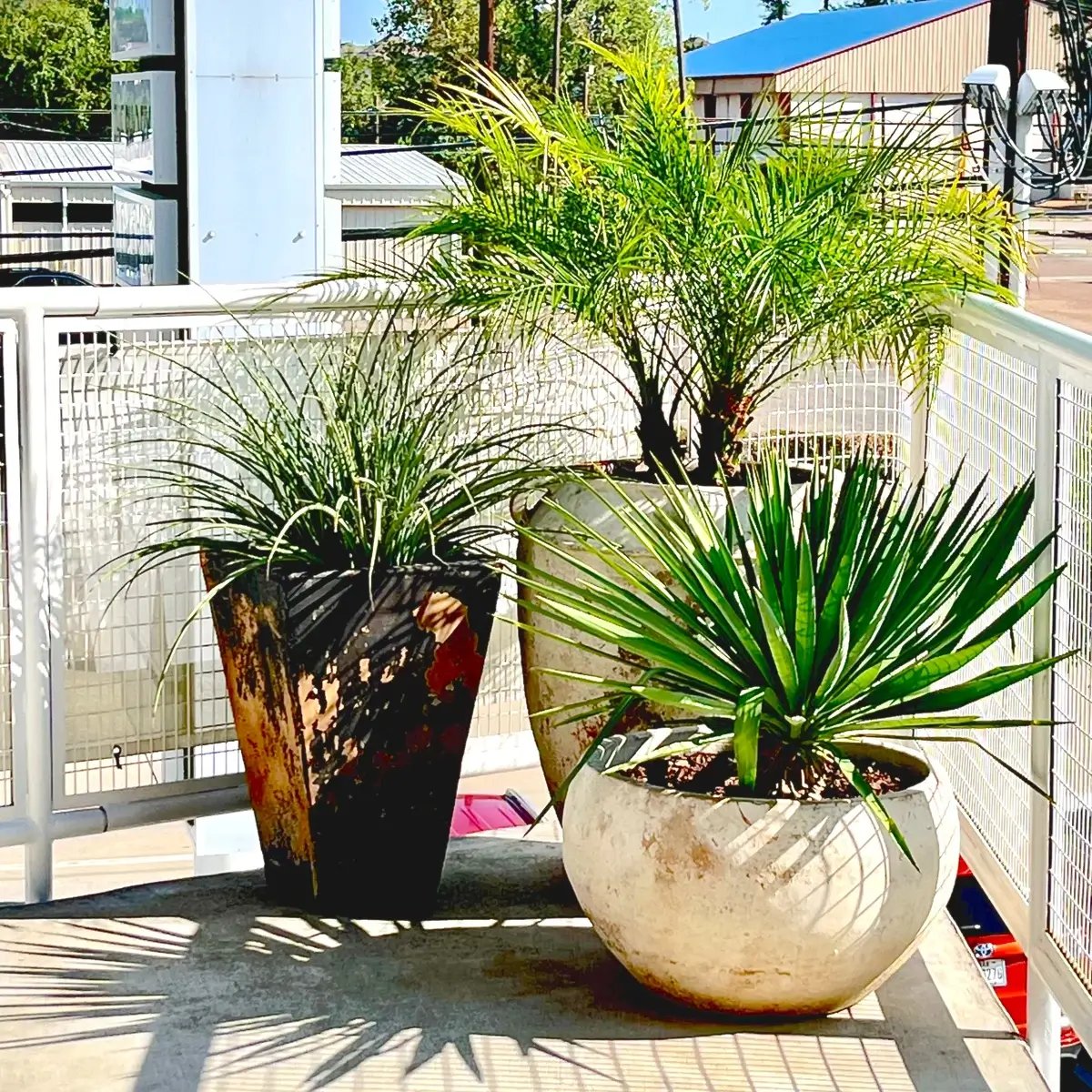Variety of exterior plants in stone containers