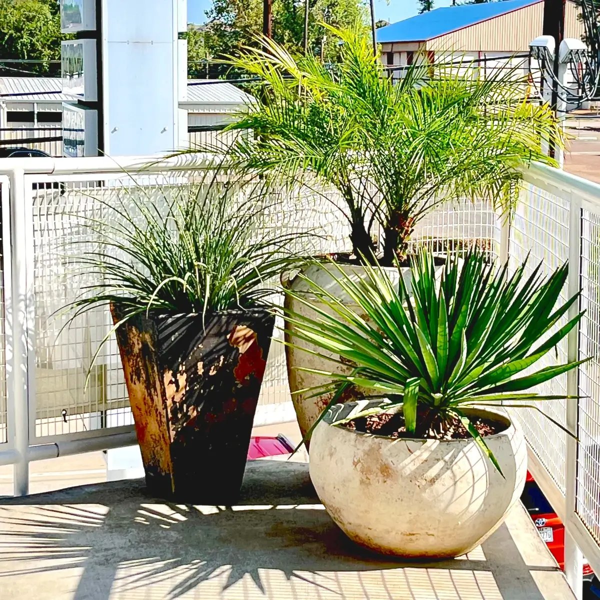 exterior potted plants