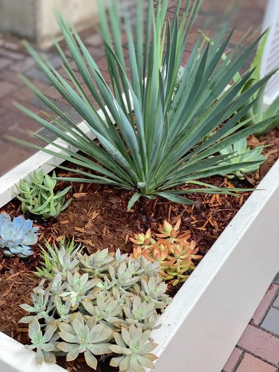 Succulents and other plants in long white container