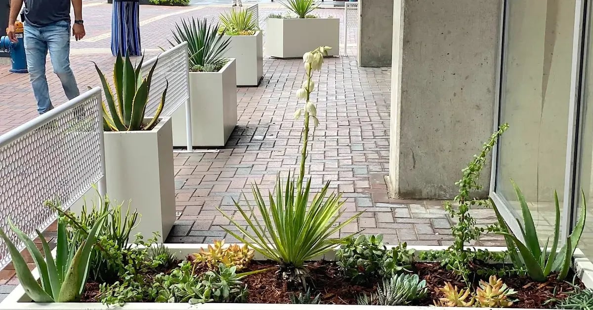 Variety of plants and succulents in long white containers, exterior