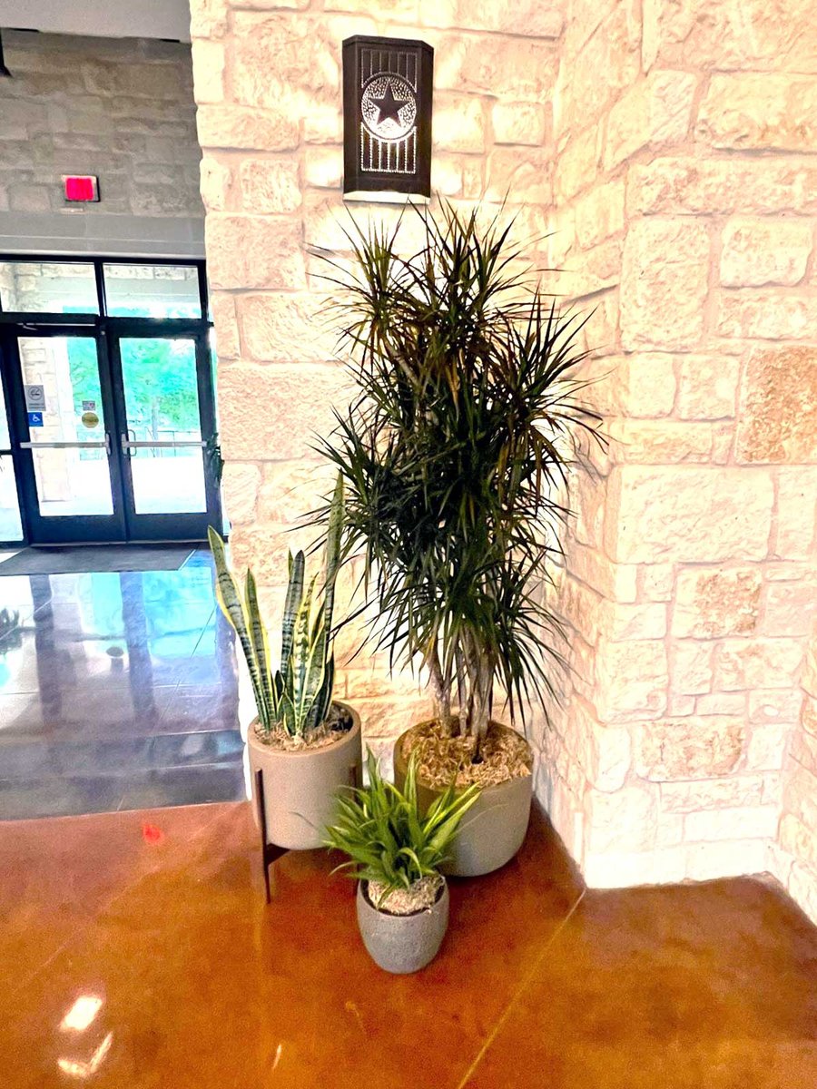 A variety of plants in stone containers