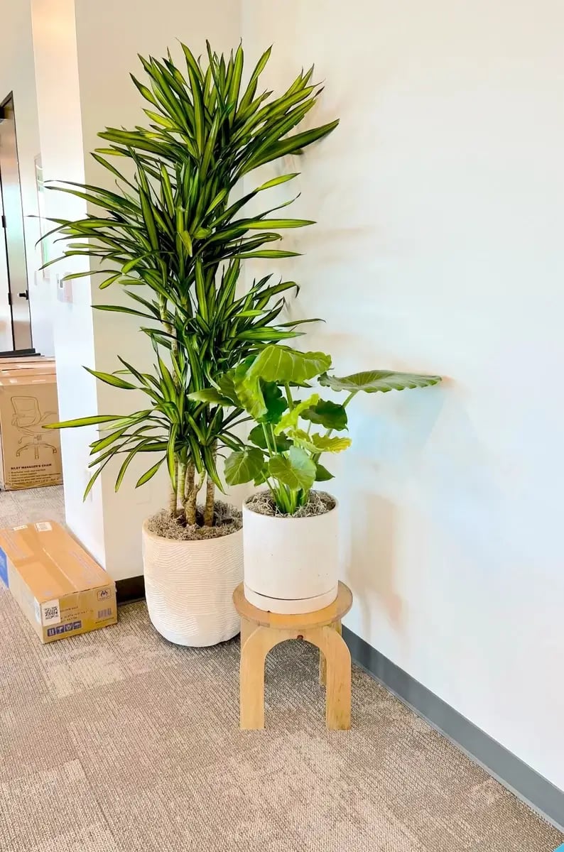 common space with potted plants