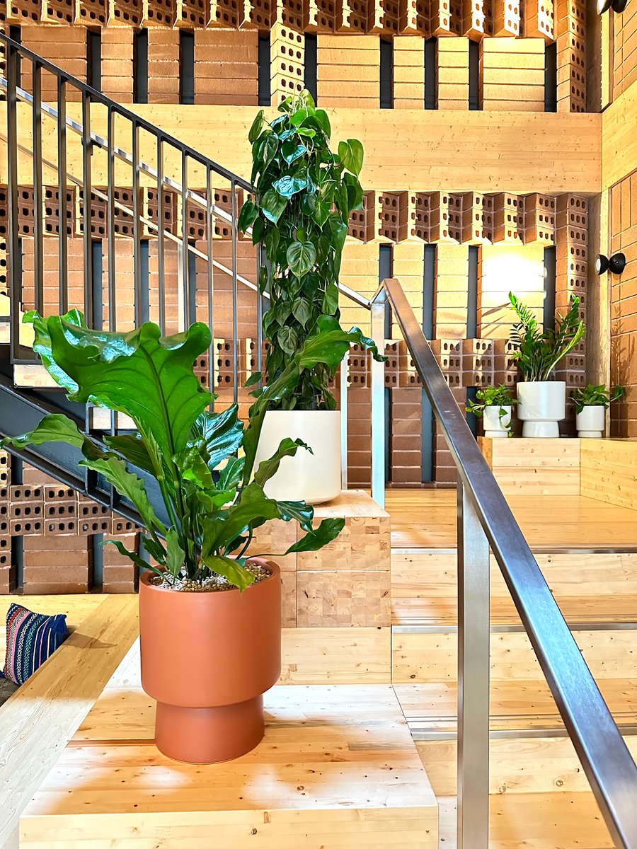 A variety of plants on orange and white containers