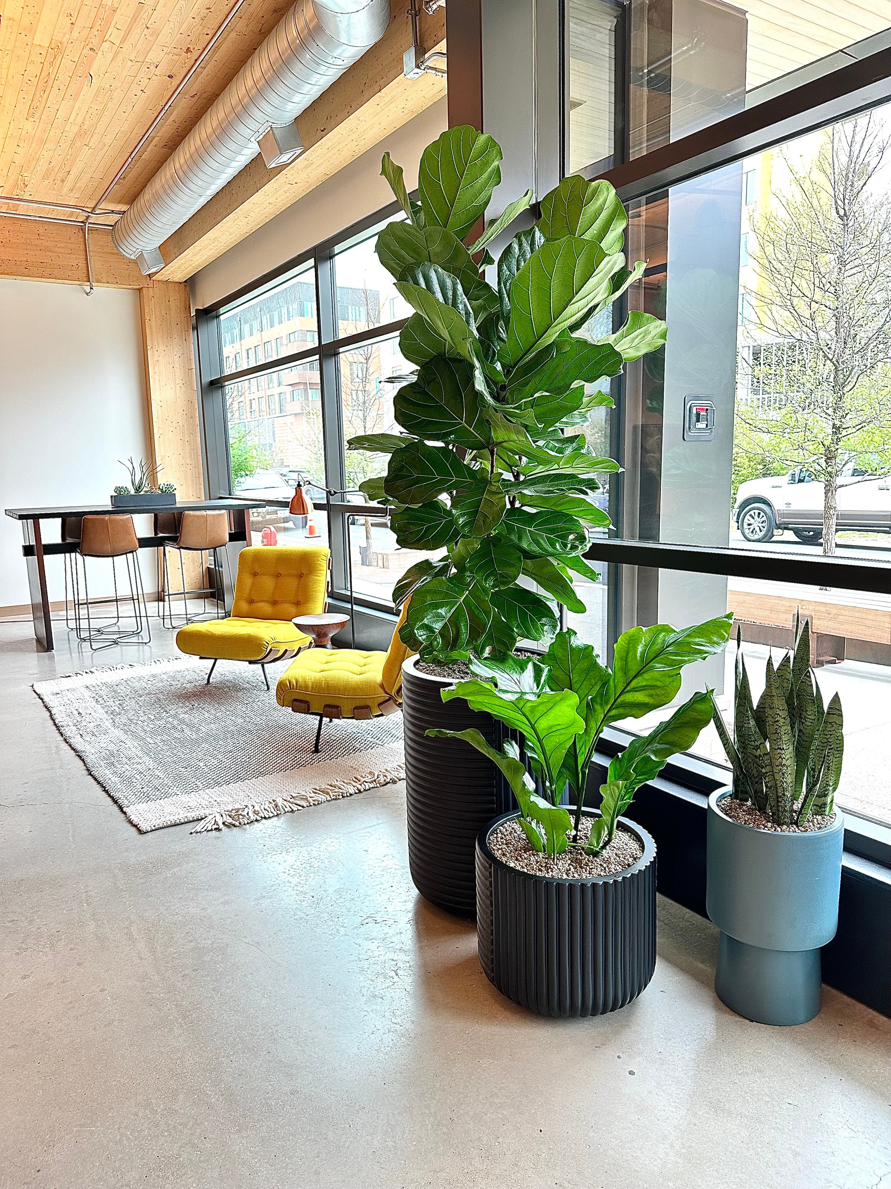 Tall plants in black, textured containers