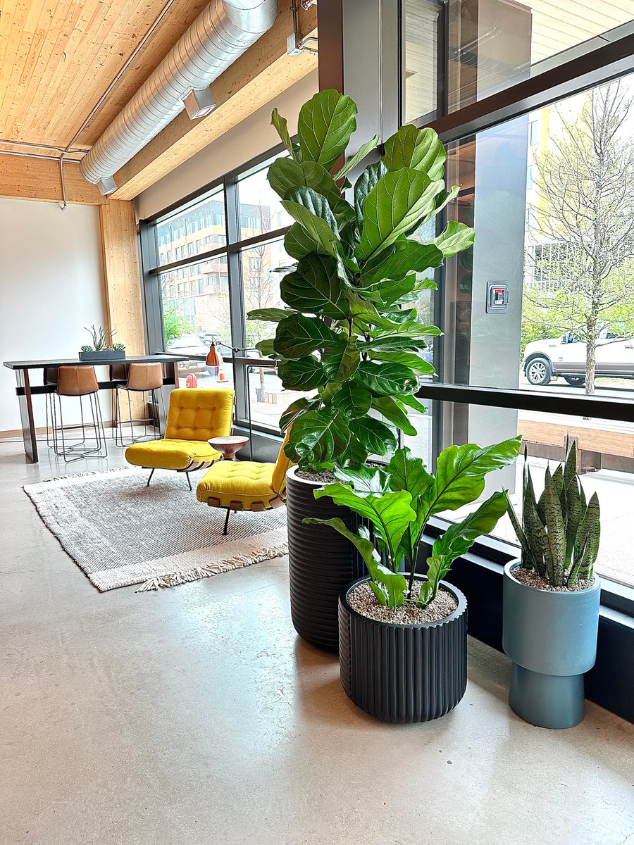 Tall plants in black, textured containers