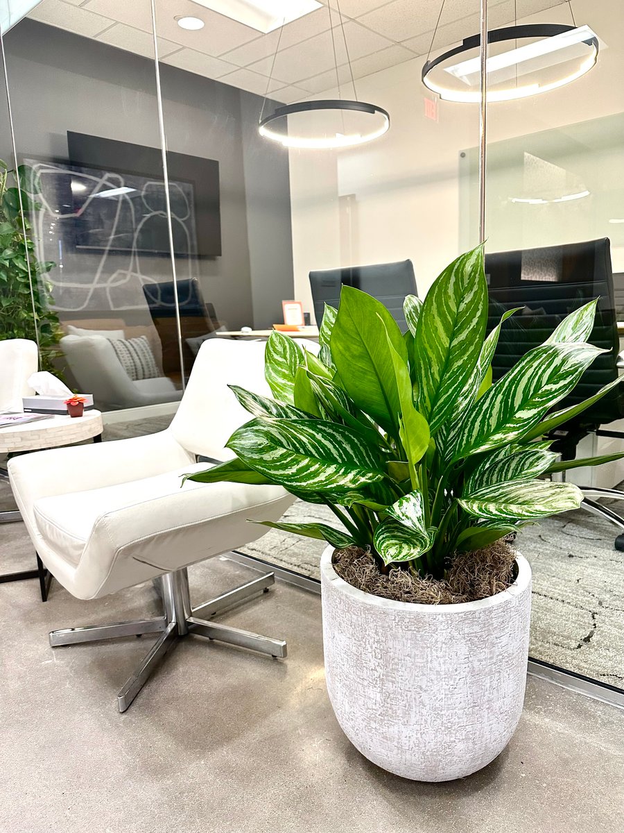 A large leafy plant in a grey container