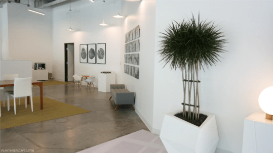 Office plant at the Walsh Dev Office done by Natura 