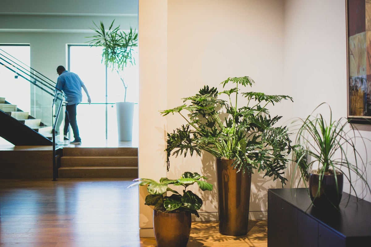 Plants in the corner of an office and man walking up the stairs 