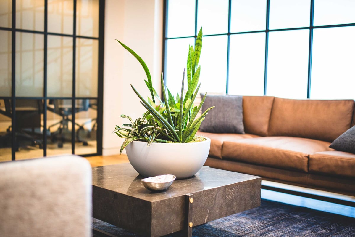 Plant on a table in a waiting area with a brown sofa