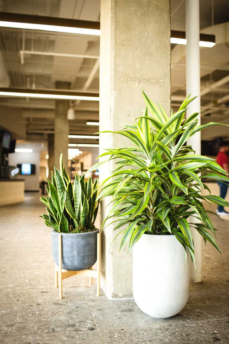 Indoor plants in multi-colored containers in an office space