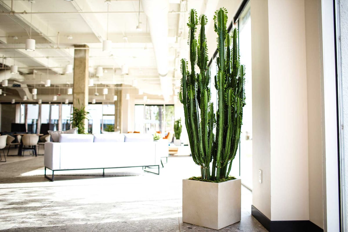 Cactus in a white container in an office space