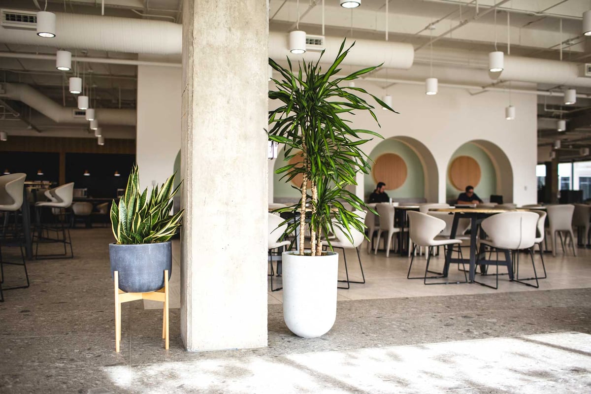 A variety of different sized plants in mutli-colored containers in an office space 