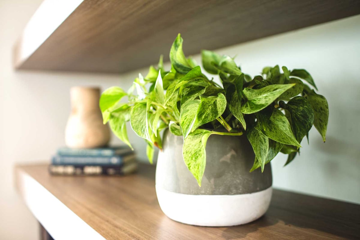 small plant in a multi-colored container on a shelf