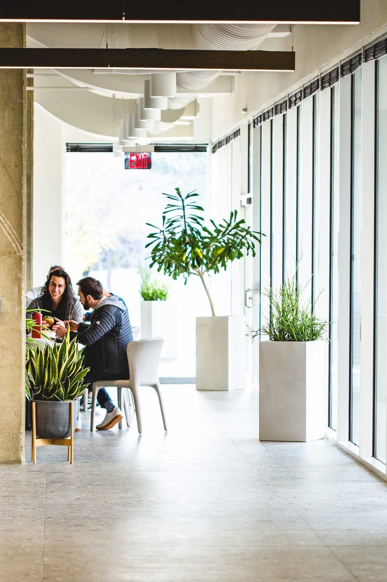 A variety of plants in white containers in an office space