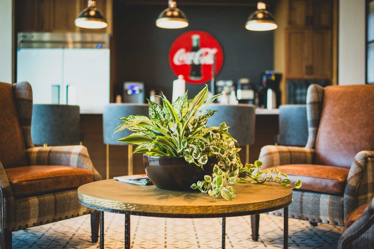 Plant arrangement on a table in an office cafe