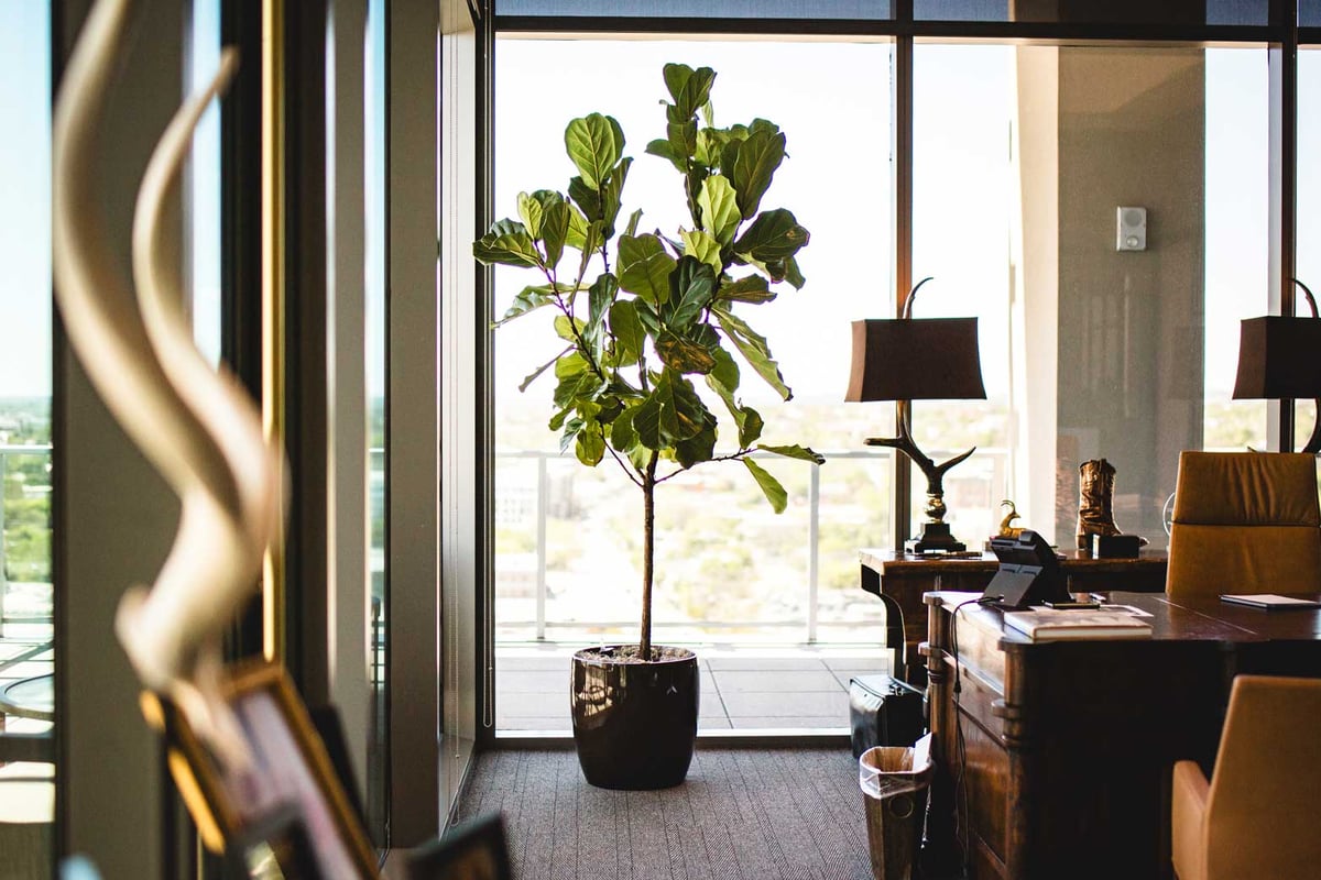 tall Ficus tree in an office