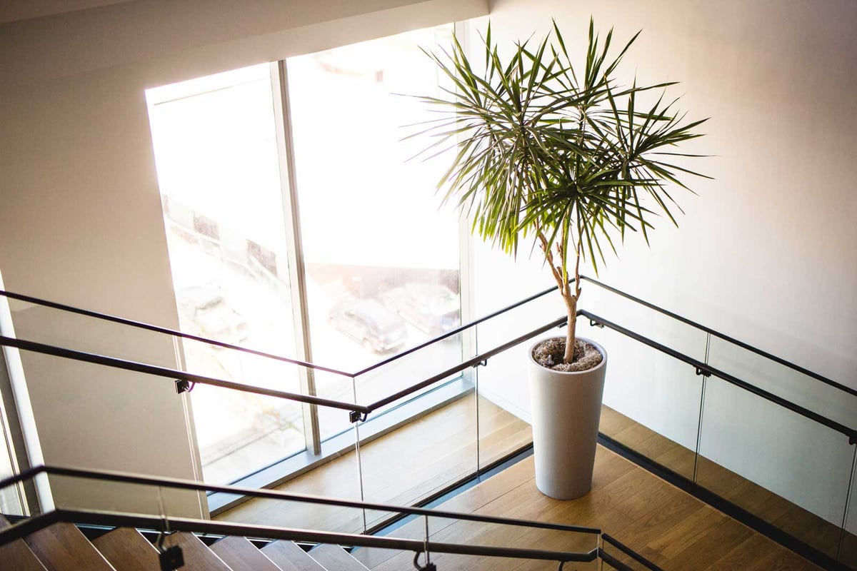 Tall plant in a white container in a stairwell