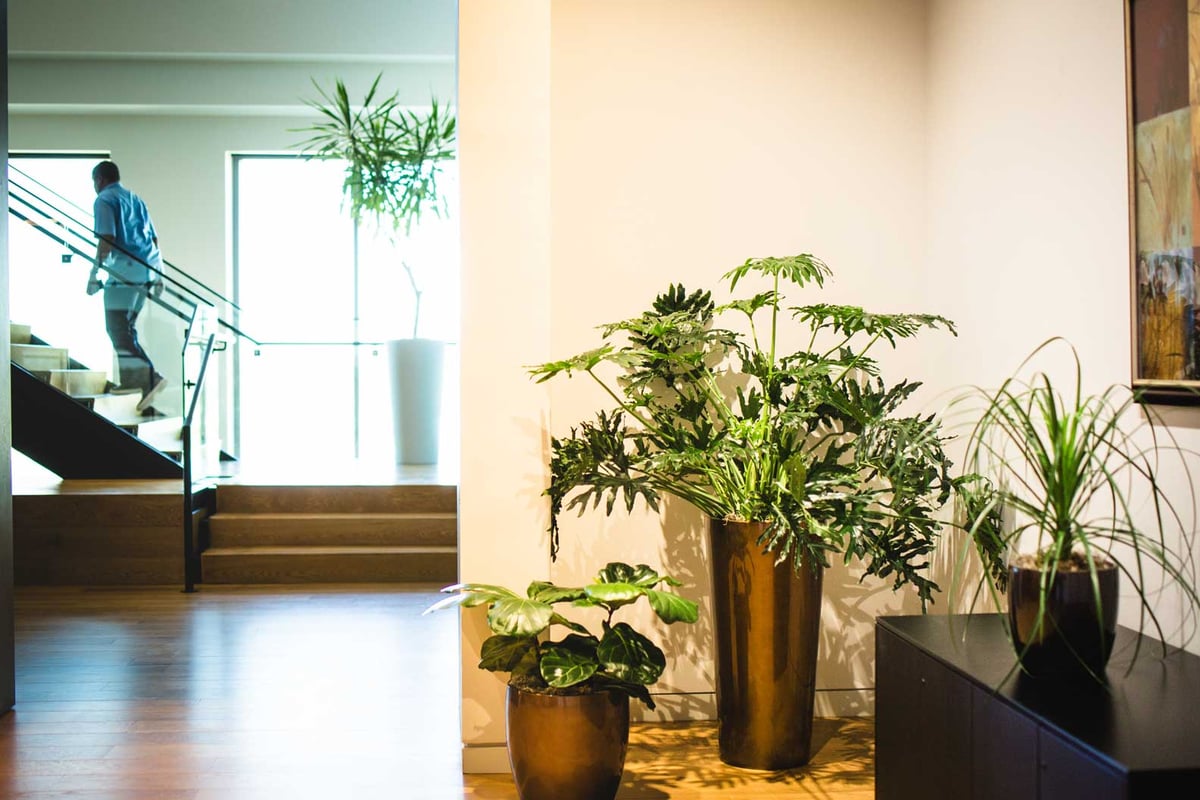 A variety of different sized plants in multi-colored containers