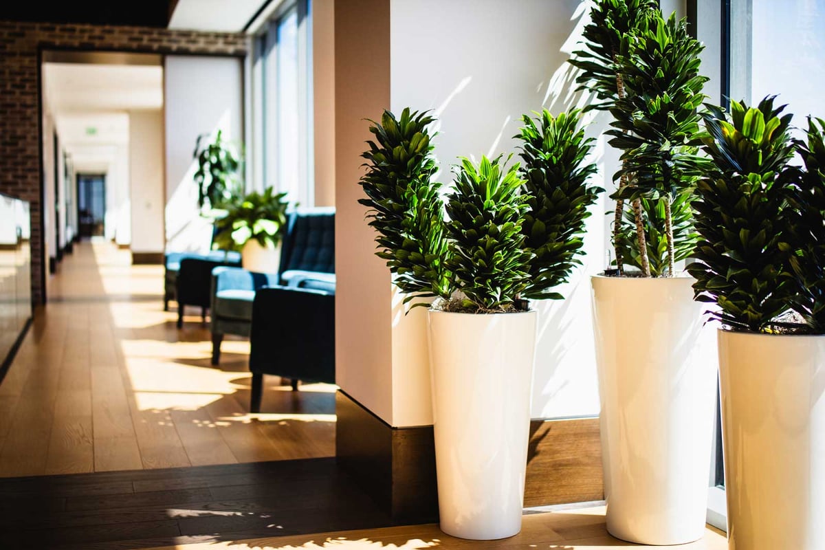 Several large plants in tall white containers in an office space