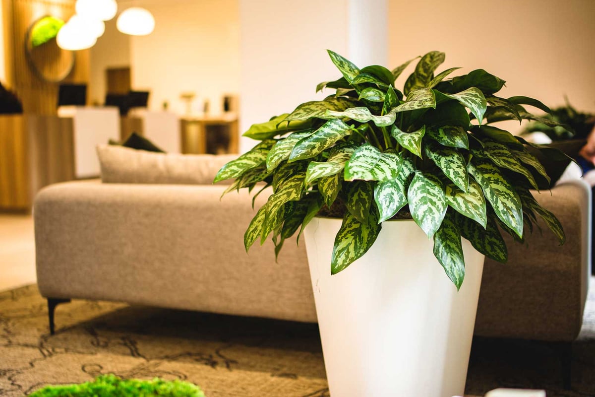 A plant in a tall white container in a hotel lobby