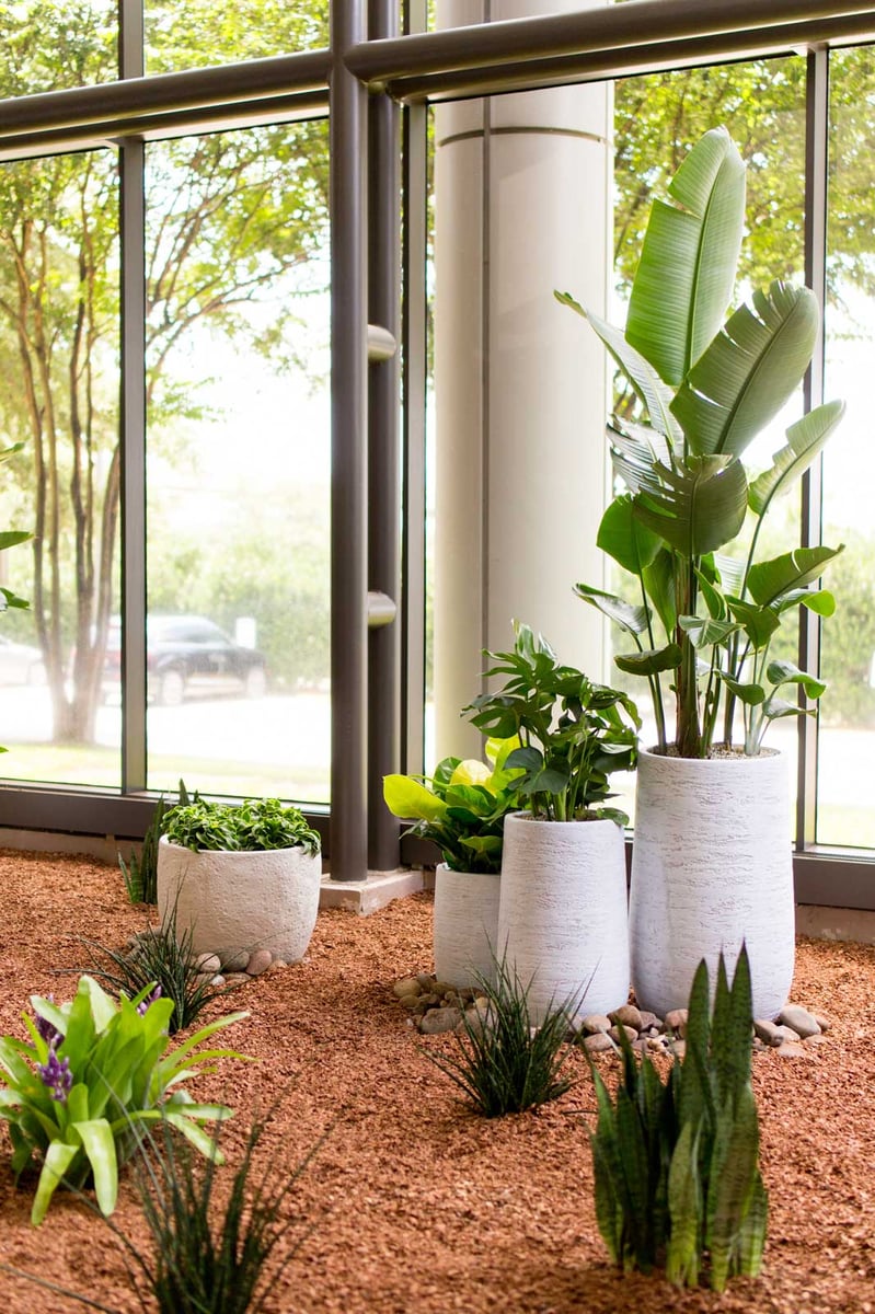 Plants in the lobby of a multi-tenant building