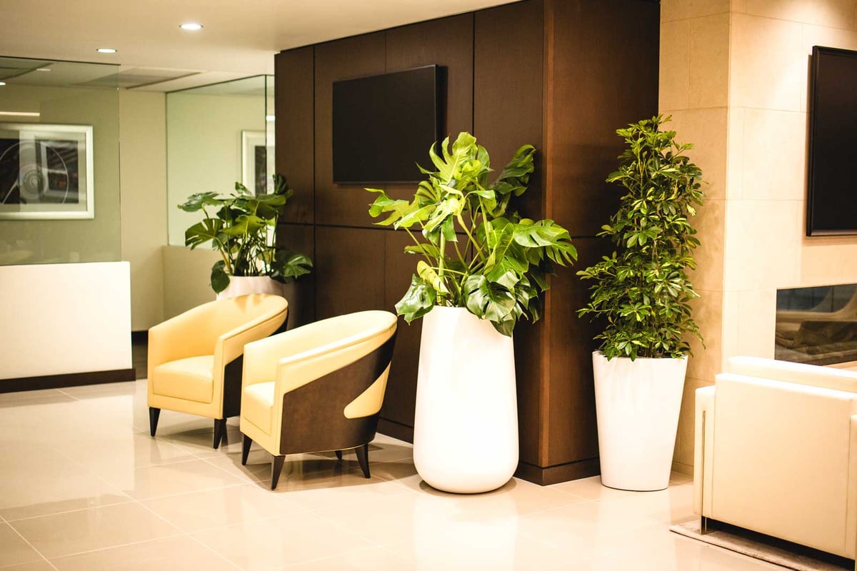 Plants in tall white containers in a sitting area