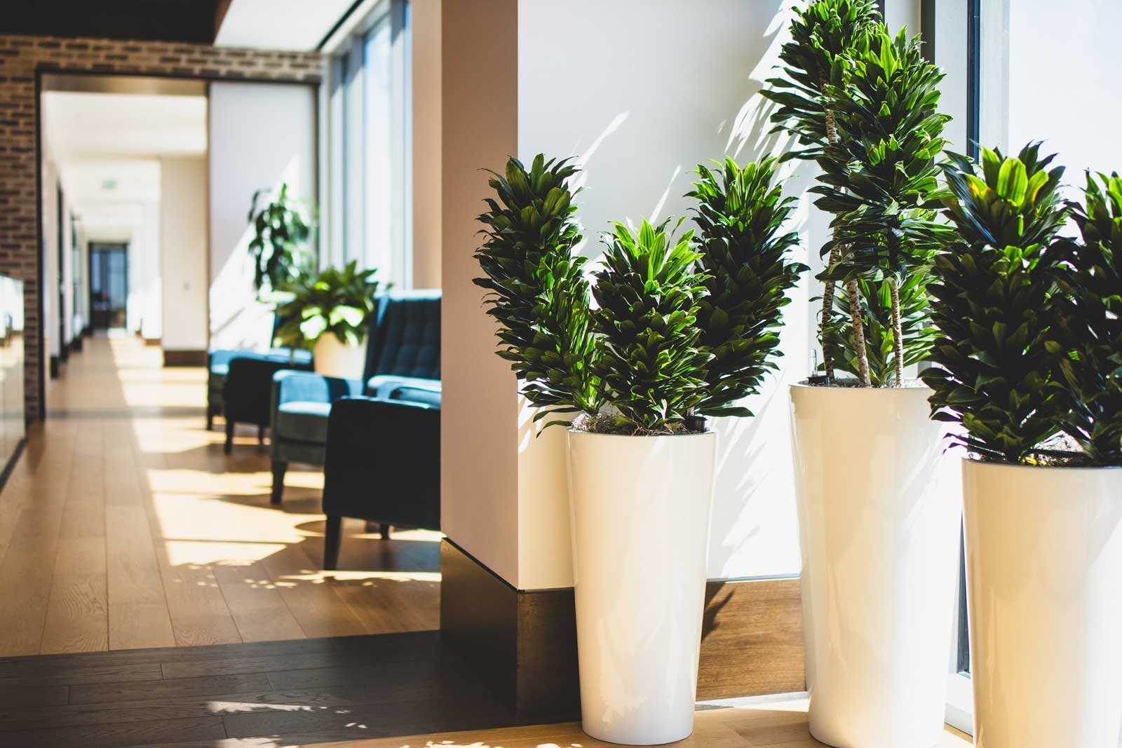Office hallway lined with white pots filled with Fabian Aralia