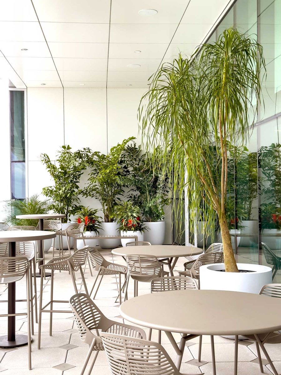 Hospital dining area with a variety of plants and palms