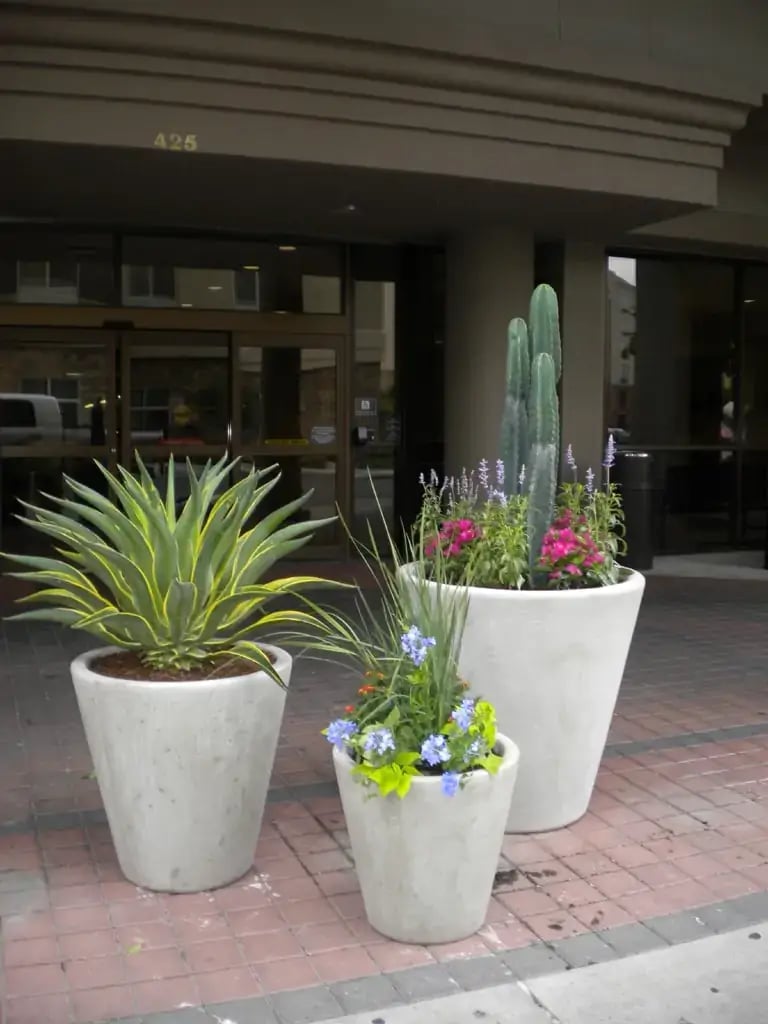 Variety of plants and flowers in textured white containers, exterior