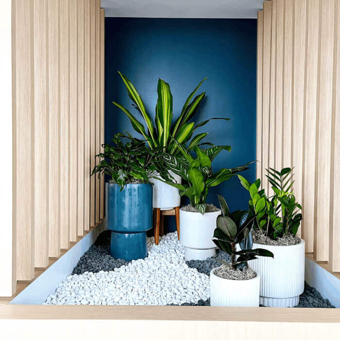 Indoor plants display done by Natura