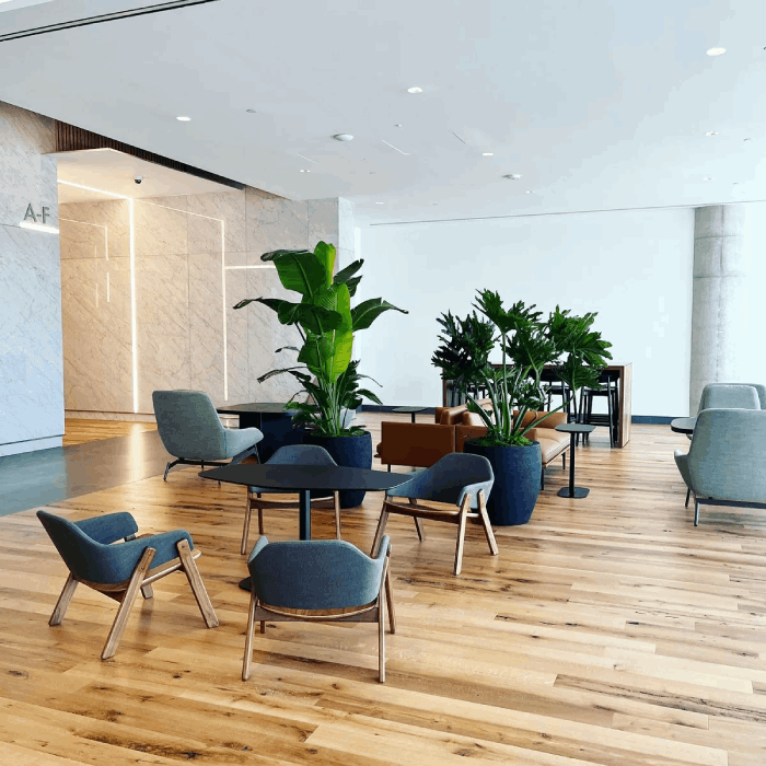 Indoor plants done by Natura in an office space