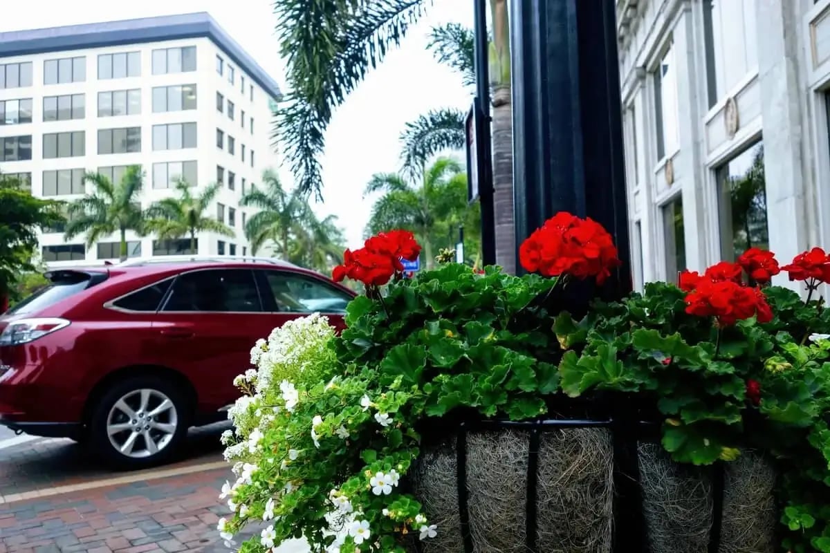 flowers by a parking area with a car